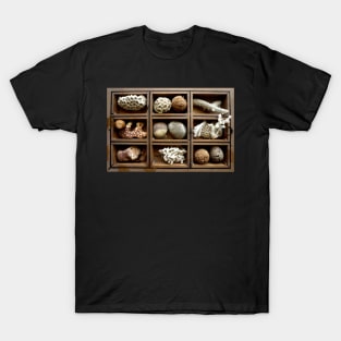 Corals, fossils, seeds and stones T-Shirt